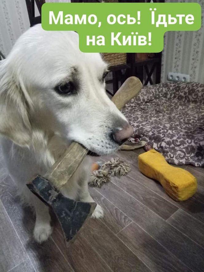 Новини Вінниці - фото з «Прикрути газ — врятуй собачку!» Соцмережі вибухнули мемами про продаж псів за газові борги «Прикрути газ — врятуй собачку!» Соцмережі вибухнули мемами про продаж псів за газові борги, фото №14 на сайті 20minut.ua