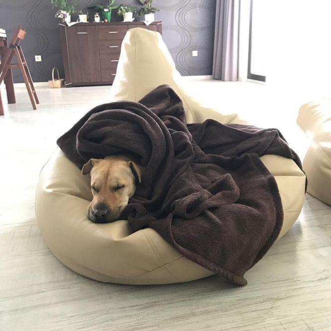 Новини Вінниці - фото з Як насправді потрібно любити собак — показала Яна Глущенко з «Дизель Шоу» Як насправді потрібно любити собак — показала Яна Глущенко з «Дизель Шоу», фото №3 на сайті 20minut.ua