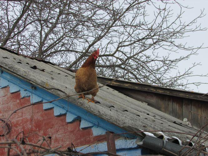 Фото дня: будні залізничників, курка-альпіністка,  болотяні вулиці, фото №4 на сайті 20minut.ua