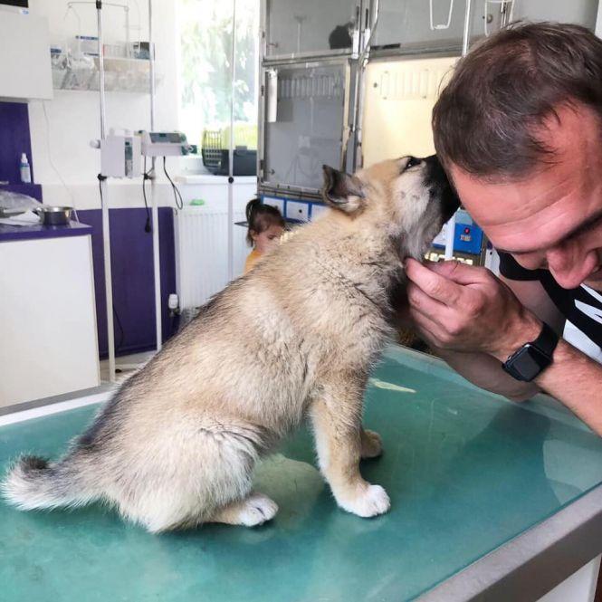 Гемоглобін на позначці «17», але чотирилапого врятували. Де у Вінниці знаходять донорів для собак, фото №2 на сайті 20minut.ua