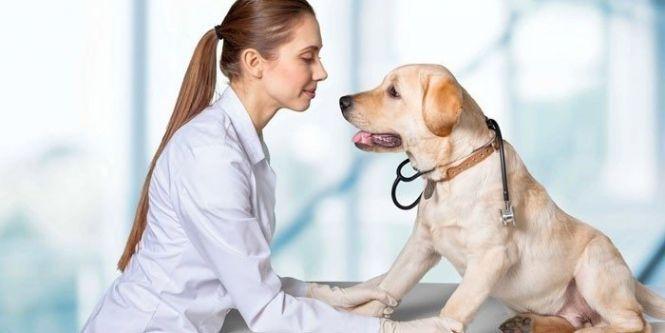 Гемоглобін на позначці «17», але чотирилапого врятували. Де у Вінниці знаходять донорів для собак, фото №1 на сайті 20minut.ua