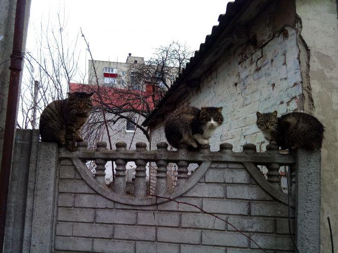 Коти на паркані, розбита клумба і парковка. Фото дня, фото №1 на сайті 20minut.ua
