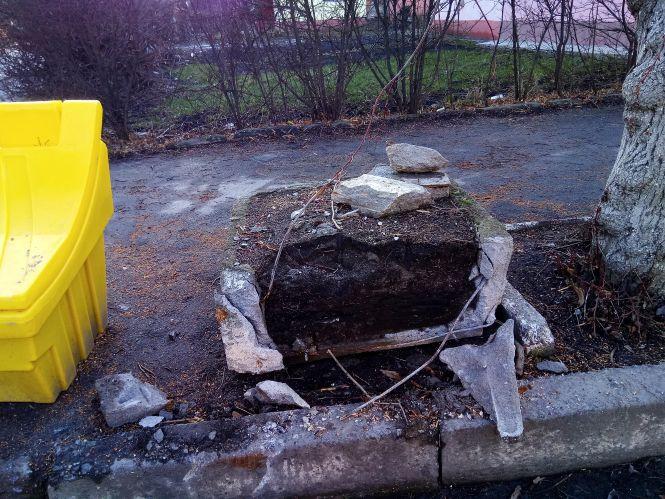 Коти на паркані, розбита клумба і парковка. Фото дня, фото №2 на сайті 20minut.ua