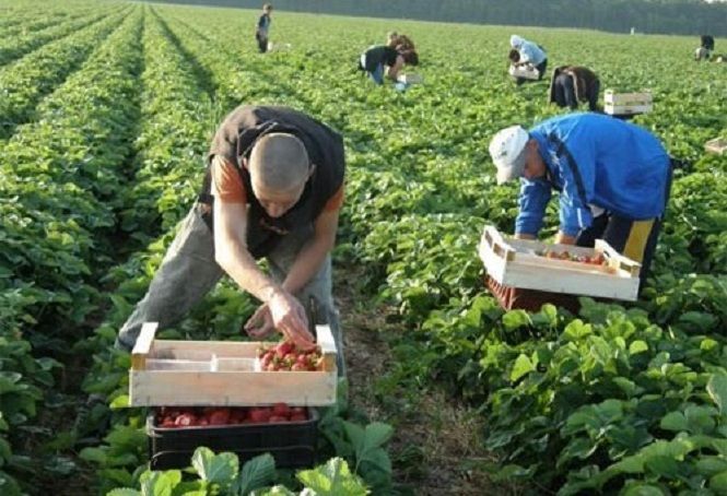 Новини Тернополя - фото з Сезонне запрошення для роботи у Польщі: кому підходить і які плюси та мінуси Сезонне запрошення для роботи у Польщі: кому підходить і які плюси та мінуси, фото №2 на сайті 20minut.ua