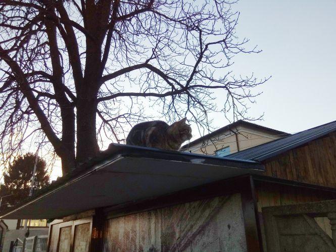 Коти на паркані, розбита клумба і парковка. Фото дня, фото №3 на сайті 20minut.ua