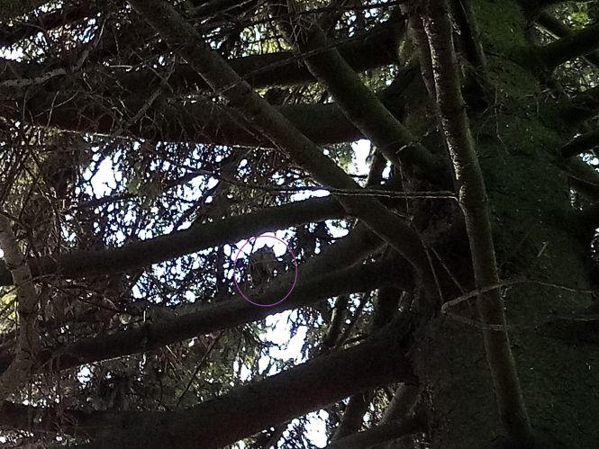 На площі оселилися сови. Фото дня, фото №1 на сайті 20minut.ua