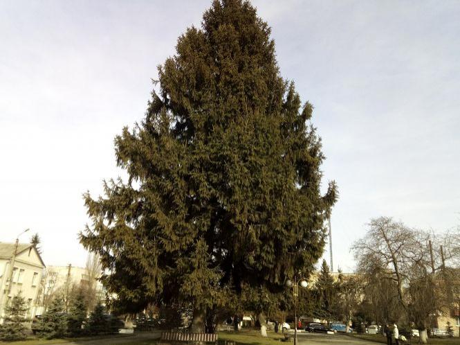 На площі оселилися сови. Фото дня, фото №5 на сайті 20minut.ua