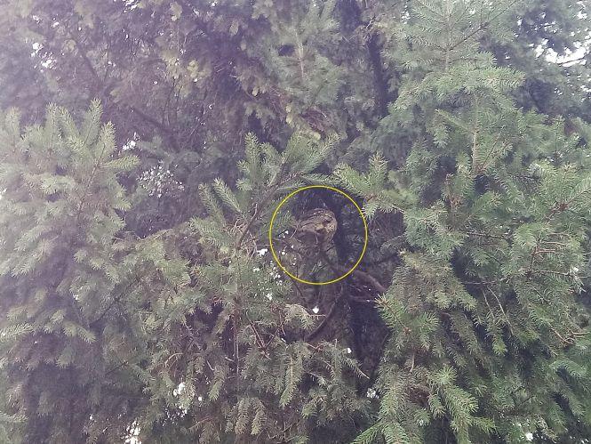 На площі оселилися сови. Фото дня, фото №3 на сайті 20minut.ua