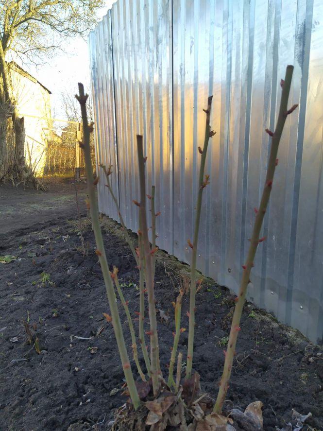 Новини Козятина - фото з Фото дня: підсніжники зацвіли, а тюльпани — вже «під верхом» Фото дня: підсніжники зацвіли, а тюльпани — вже «під верхом», фото №5 на сайті 20minut.ua