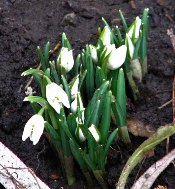 Новини Козятина - фото з Фото дня: підсніжники зацвіли, а тюльпани — вже «під верхом» Фото дня: підсніжники зацвіли, а тюльпани — вже «під верхом», фото №1 на сайті 20minut.ua