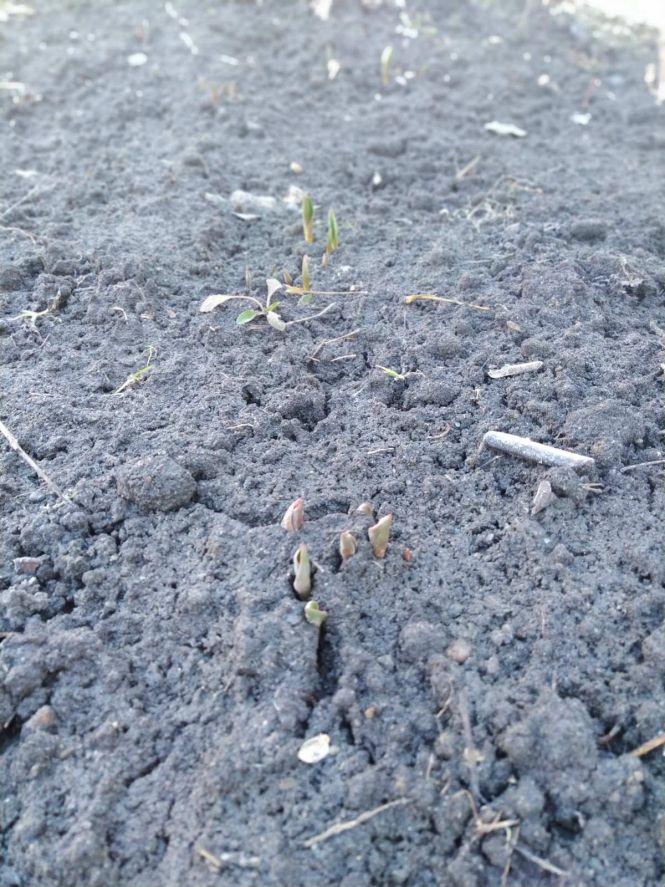 Новини Козятина - фото з Фото дня: підсніжники зацвіли, а тюльпани — вже «під верхом» Фото дня: підсніжники зацвіли, а тюльпани — вже «під верхом», фото №6 на сайті 20minut.ua