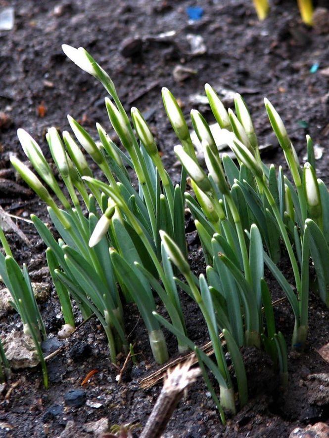 Новини Козятина - фото з Фото дня: підсніжники зацвіли, а тюльпани — вже «під верхом» Фото дня: підсніжники зацвіли, а тюльпани — вже «під верхом», фото №2 на сайті 20minut.ua