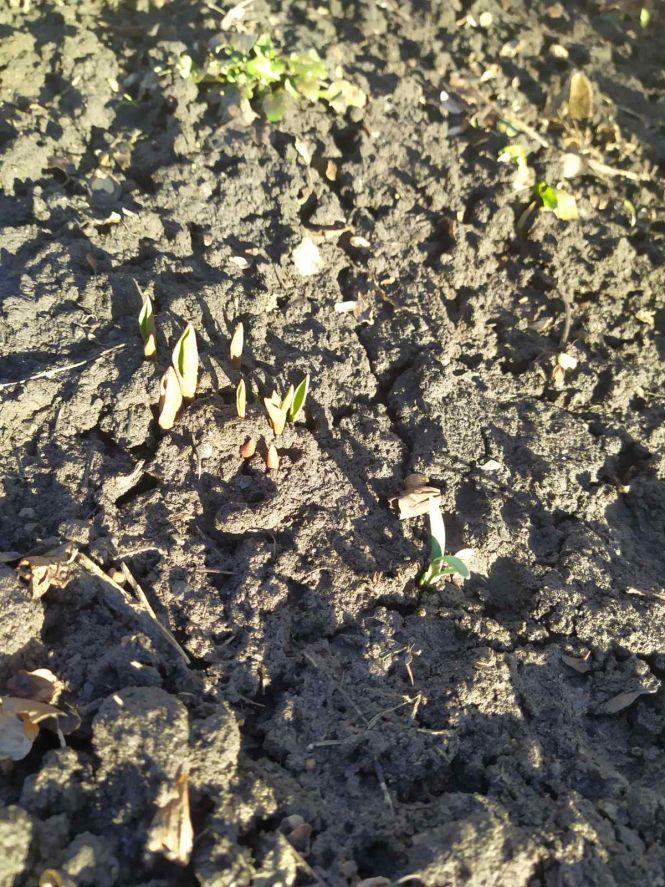 Новини Козятина - фото з Фото дня: підсніжники зацвіли, а тюльпани — вже «під верхом» Фото дня: підсніжники зацвіли, а тюльпани — вже «під верхом», фото №4 на сайті 20minut.ua