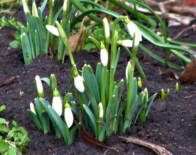 Новини Козятина - фото з Фото дня: підсніжники зацвіли, а тюльпани — вже «під верхом» Фото дня: підсніжники зацвіли, а тюльпани — вже «під верхом», фото №3 на сайті 20minut.ua