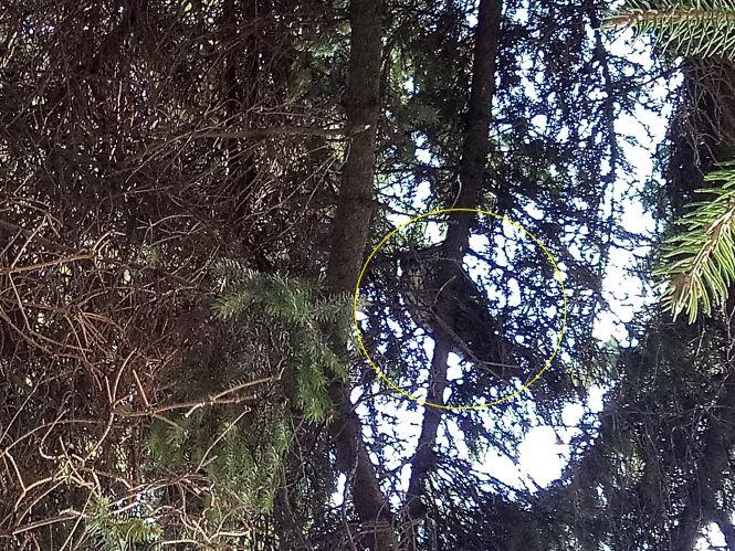 На площі оселилися сови. Фото дня, фото №2 на сайті 20minut.ua