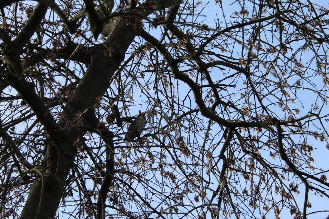 На площі оселилися сови. Фото дня, фото №6 на сайті 20minut.ua