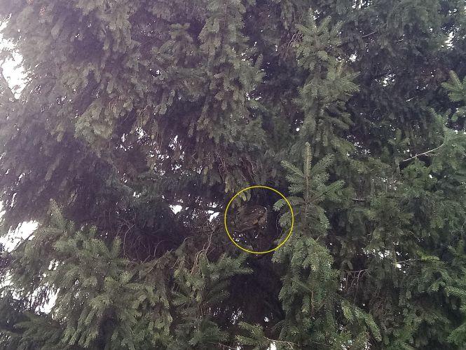 На площі оселилися сови. Фото дня, фото №4 на сайті 20minut.ua