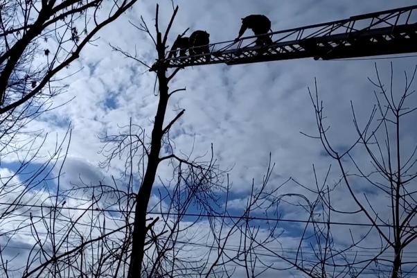 Новини Хмельницького - фото з У Хмельницькому, під час обрізки дерев, постраждав чоловік(ВІДЕО) У Хмельницькому, під час обрізки дерев, постраждав чоловік(ВІДЕО), фото №1 на сайті vsim.ua