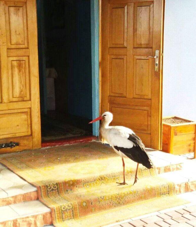 Добрий знак: під час молитви за Героїв Небесної Сотні до церкви прилетів лелека, фото №2 на сайті 20minut.ua