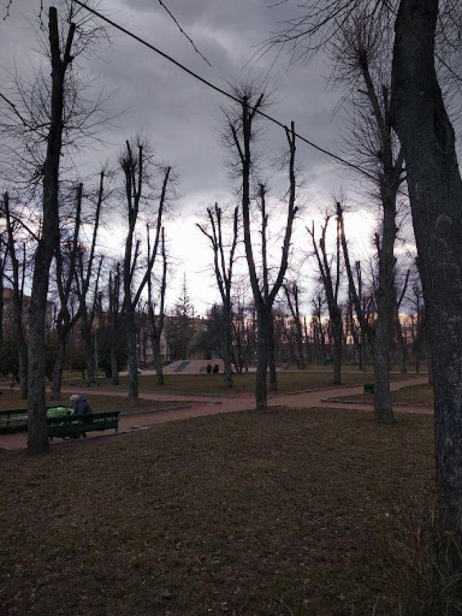 Кронування в Житомирі: неестетично, проте корисно для дерев, фото №1 на сайті 20minut.ua