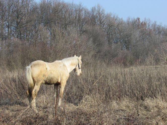 Мешканка масиву Європейський