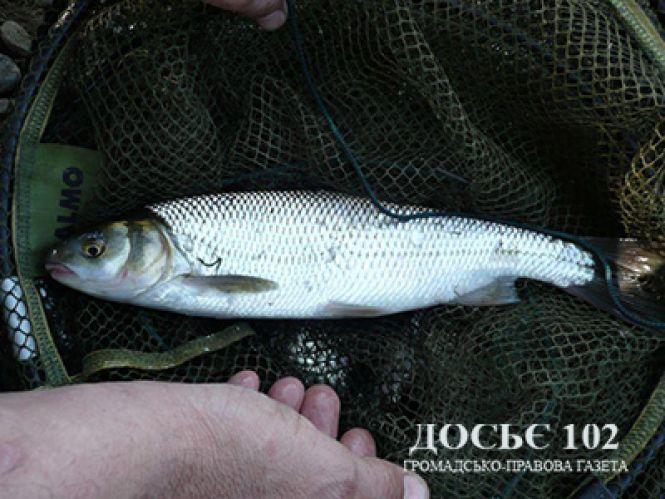 Новини Тернополя - фото з Покарають браконьєра, який виловлював червонокнижну рибу Покарають браконьєра, який виловлював червонокнижну рибу, фото №1 на сайті 20minut.ua