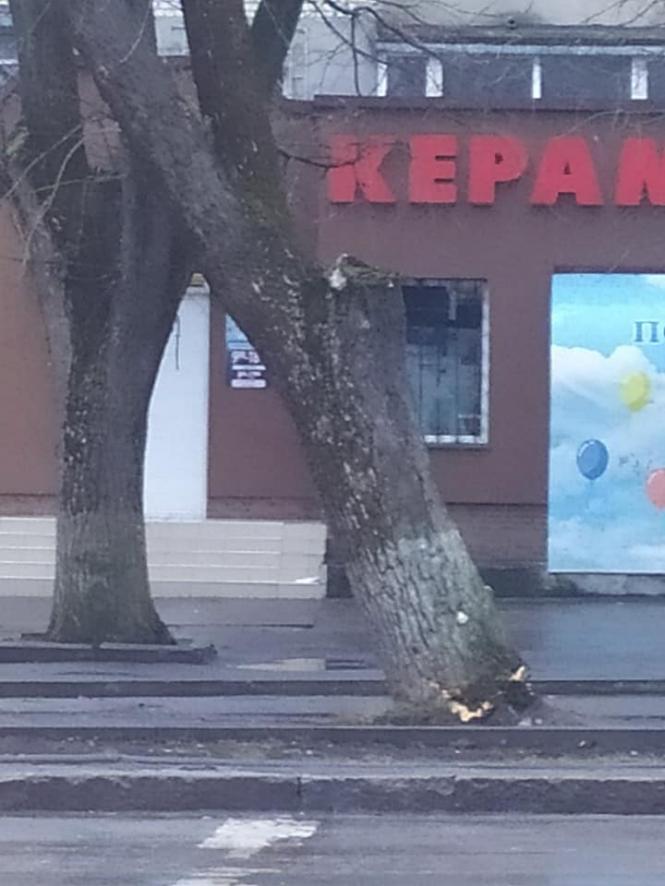 Новини Хмельницького - фото з «Загроза життю»: у Хмельницькому штормовий вітер валить дерева (ФОТО) Світлина від Сергія Мороза.