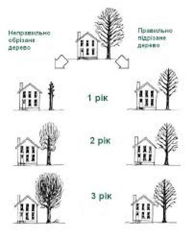 Topping tree. Топпинг деревьев. Обоих деревьев как правильно. Leverage Trees what means.