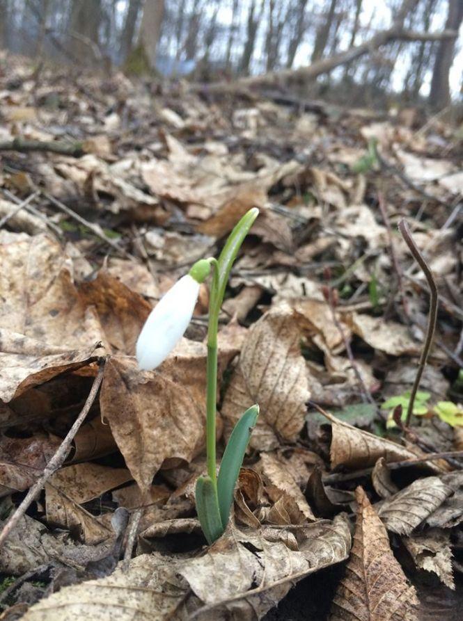 Новини Тернополя - фото з Підсніжники у лісі тернополянка шукала, як гриби (ФОТО) Підсніжники у лісі тернополянка шукала, як гриби (ФОТО), фото №6 на сайті 20minut.ua