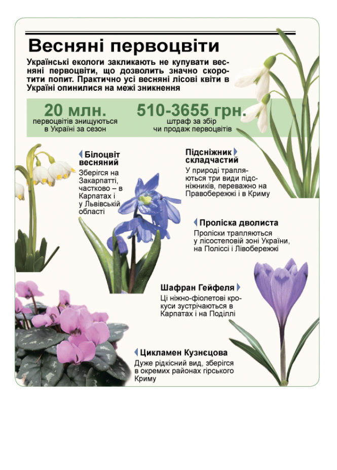 Новини Тернополя - фото з Підсніжники у лісі тернополянка шукала, як гриби (ФОТО) Підсніжники у лісі тернополянка шукала, як гриби (ФОТО), фото №12 на сайті 20minut.ua