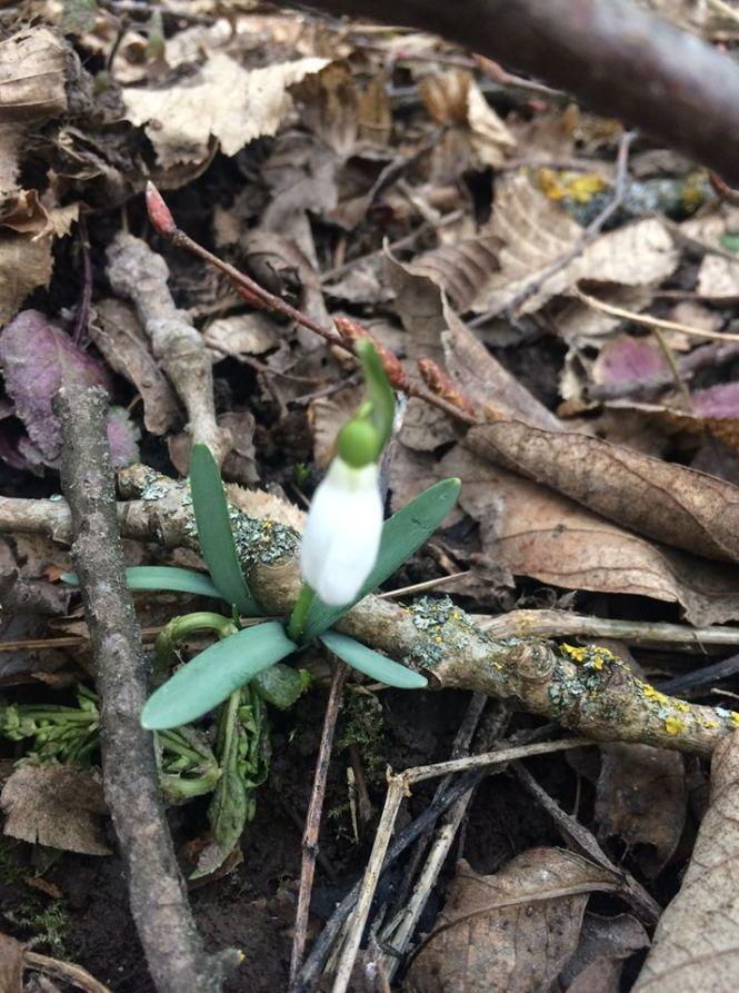 Новини Тернополя - фото з Підсніжники у лісі тернополянка шукала, як гриби (ФОТО) Підсніжники у лісі тернополянка шукала, як гриби (ФОТО), фото №7 на сайті 20minut.ua