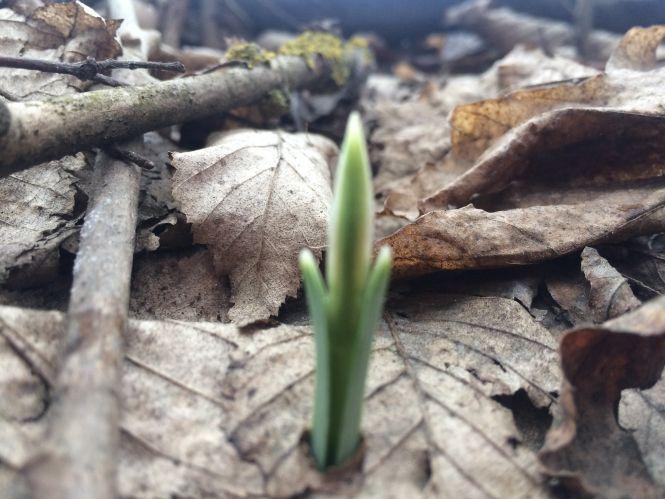 Новини Тернополя - фото з Підсніжники у лісі тернополянка шукала, як гриби (ФОТО) Підсніжники у лісі тернополянка шукала, як гриби (ФОТО), фото №5 на сайті 20minut.ua