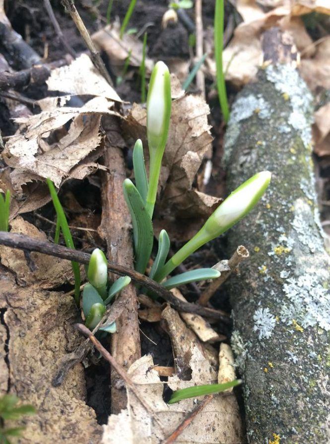 Новини Тернополя - фото з Підсніжники у лісі тернополянка шукала, як гриби (ФОТО) Підсніжники у лісі тернополянка шукала, як гриби (ФОТО), фото №9 на сайті 20minut.ua