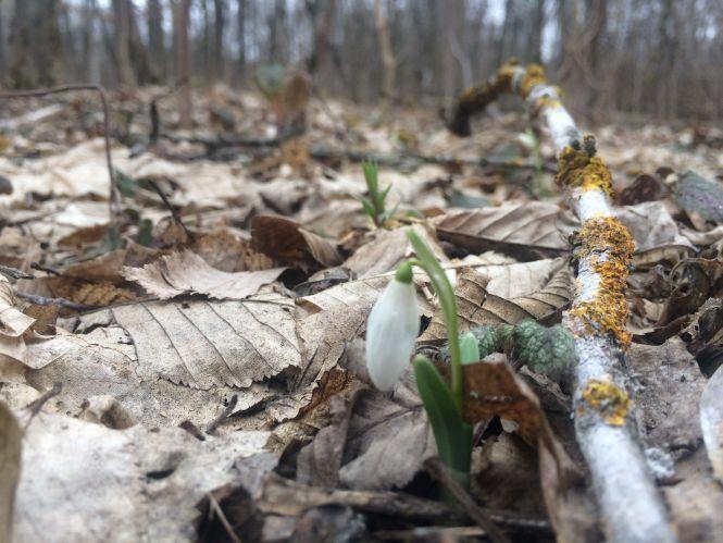 Новини Тернополя - фото з Підсніжники у лісі тернополянка шукала, як гриби (ФОТО) Підсніжники у лісі тернополянка шукала, як гриби (ФОТО), фото №4 на сайті 20minut.ua