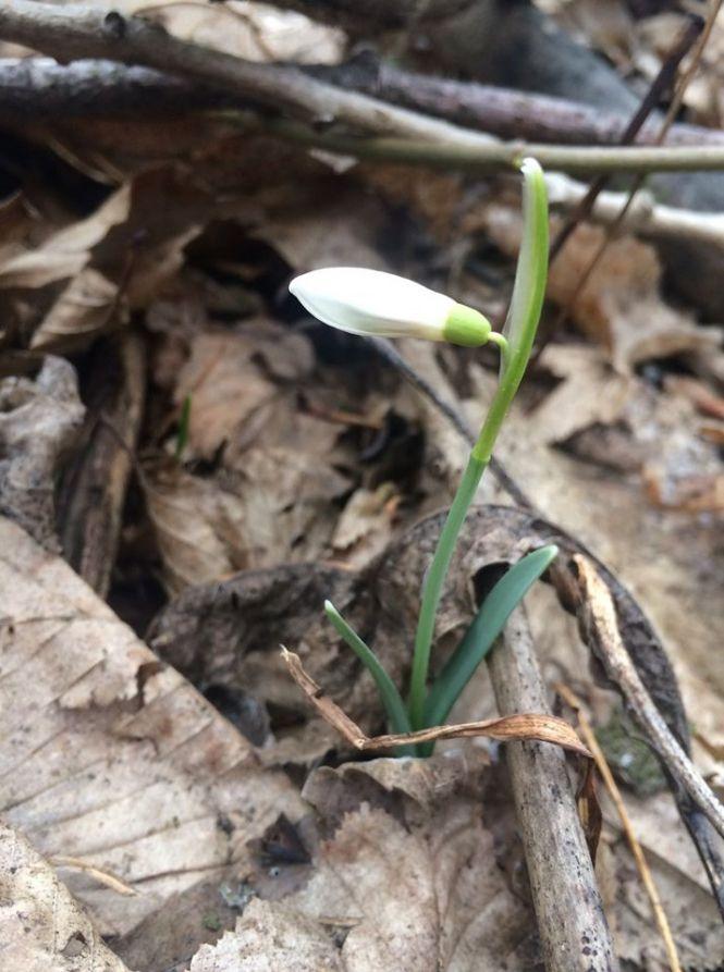 Новини Тернополя - фото з Підсніжники у лісі тернополянка шукала, як гриби (ФОТО) Підсніжники у лісі тернополянка шукала, як гриби (ФОТО), фото №1 на сайті 20minut.ua