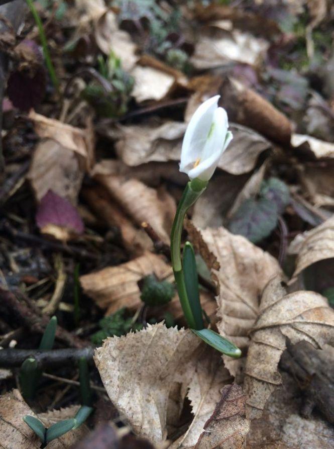 Новини Тернополя - фото з Підсніжники у лісі тернополянка шукала, як гриби (ФОТО) Підсніжники у лісі тернополянка шукала, як гриби (ФОТО), фото №8 на сайті 20minut.ua