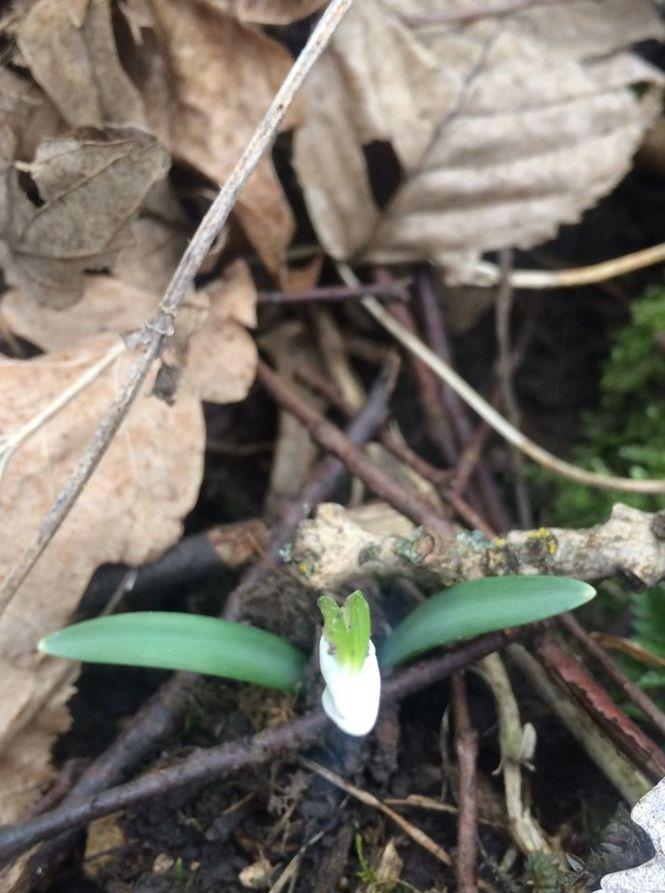 Новини Тернополя - фото з Підсніжники у лісі тернополянка шукала, як гриби (ФОТО) Підсніжники у лісі тернополянка шукала, як гриби (ФОТО), фото №10 на сайті 20minut.ua