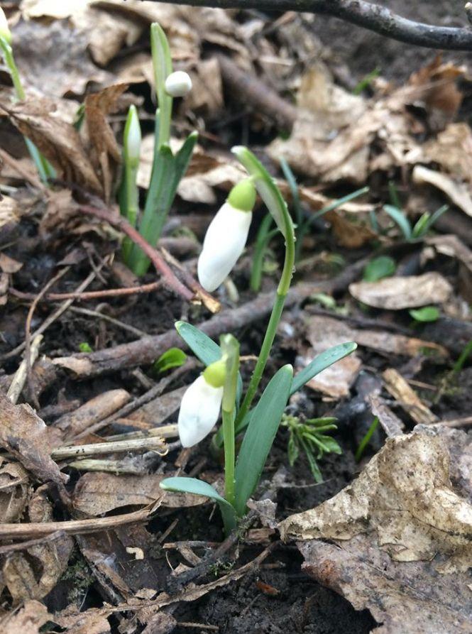 Новини Тернополя - фото з Підсніжники у лісі тернополянка шукала, як гриби (ФОТО) Підсніжники у лісі тернополянка шукала, як гриби (ФОТО), фото №3 на сайті 20minut.ua