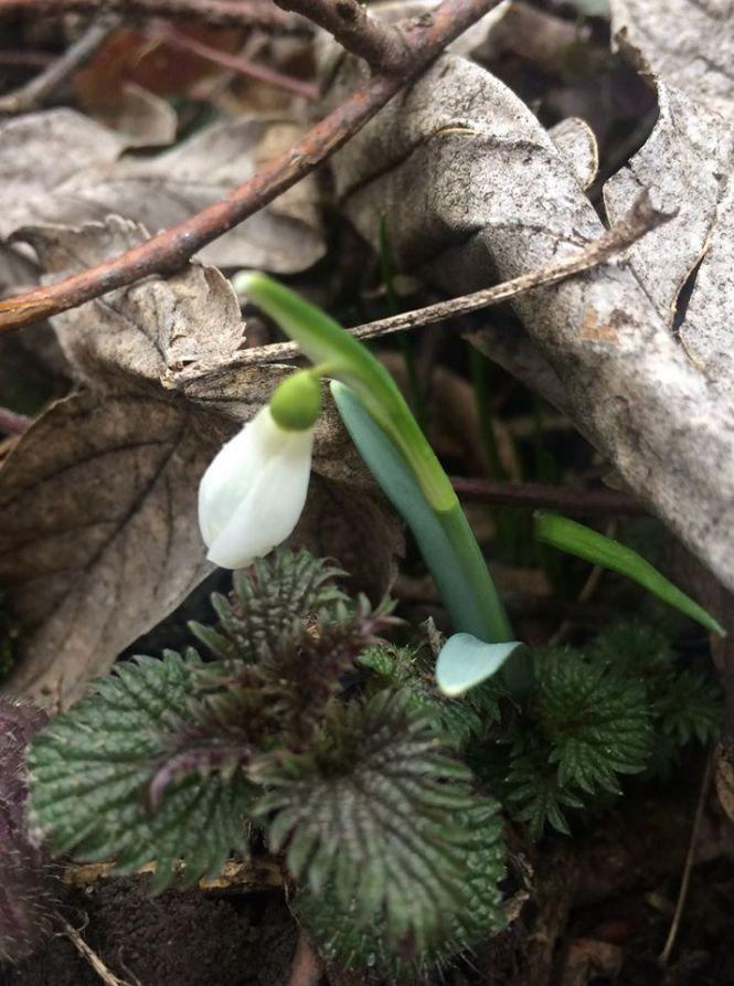 Новини Тернополя - фото з Підсніжники у лісі тернополянка шукала, як гриби (ФОТО) Підсніжники у лісі тернополянка шукала, як гриби (ФОТО), фото №2 на сайті 20minut.ua