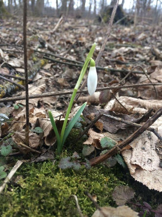 Новини Тернополя - фото з Підсніжники у лісі тернополянка шукала, як гриби (ФОТО) Підсніжники у лісі тернополянка шукала, як гриби (ФОТО), фото №11 на сайті 20minut.ua