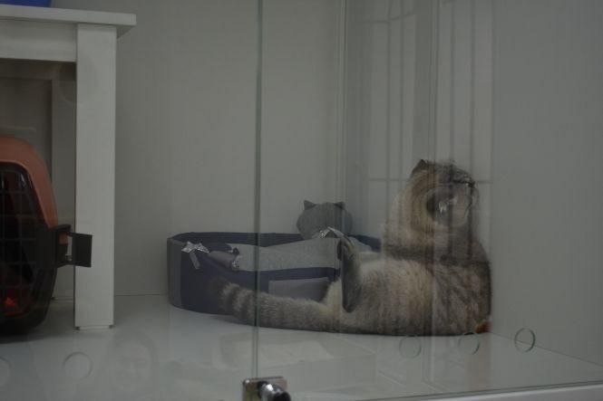 Новини Вінниці - фото з Готель для вінницьких кішок. На Поділлі відкрили простір для пухнастих Готель для вінницьких кішок. На Поділлі відкрили простір для пухнастих, фото №12 на сайті 20minut.ua