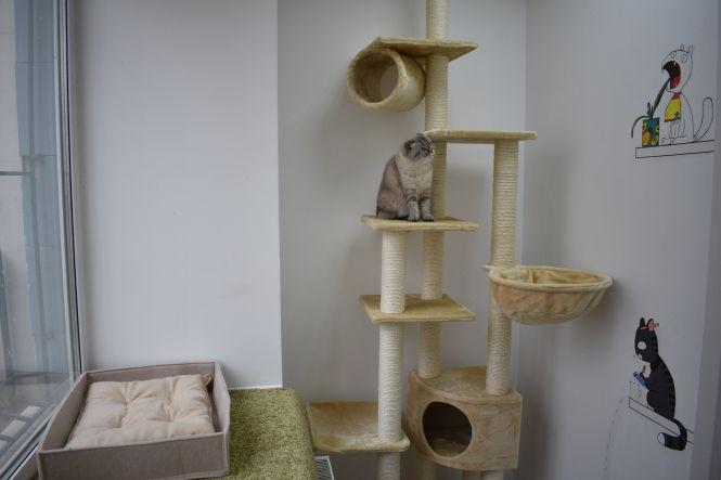 Новини Вінниці - фото з Готель для вінницьких кішок. На Поділлі відкрили простір для пухнастих Готель для вінницьких кішок. На Поділлі відкрили простір для пухнастих, фото №9 на сайті 20minut.ua