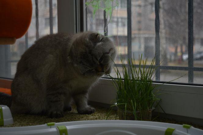 Новини Вінниці - фото з Готель для вінницьких кішок. На Поділлі відкрили простір для пухнастих Готель для вінницьких кішок. На Поділлі відкрили простір для пухнастих, фото №10 на сайті 20minut.ua