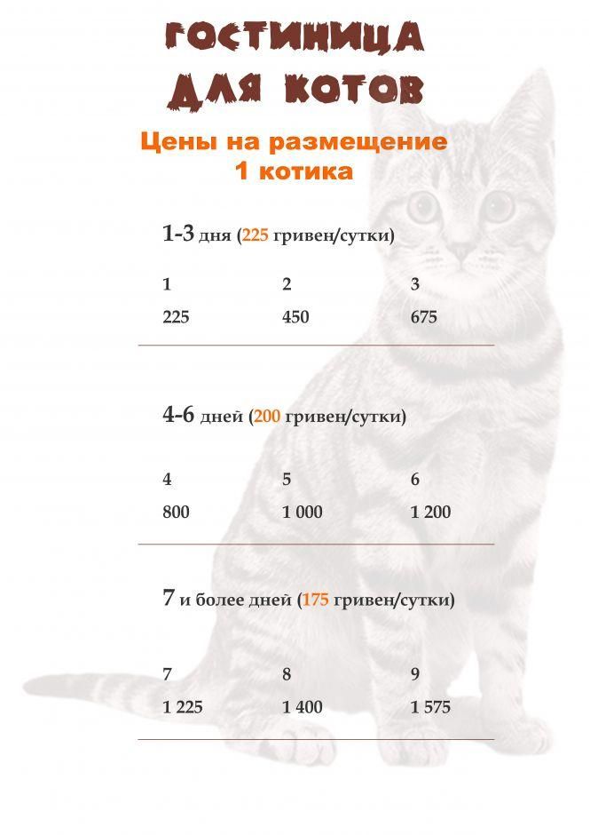 Новини Вінниці - фото з Готель для вінницьких кішок. На Поділлі відкрили простір для пухнастих Готель для вінницьких кішок. На Поділлі відкрили простір для пухнастих, фото №11 на сайті 20minut.ua