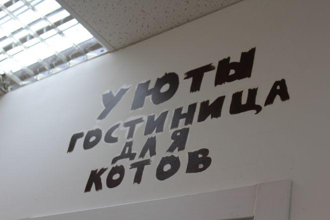Новини Вінниці - фото з Готель для вінницьких кішок. На Поділлі відкрили простір для пухнастих Готель для вінницьких кішок. На Поділлі відкрили простір для пухнастих, фото №1 на сайті 20minut.ua