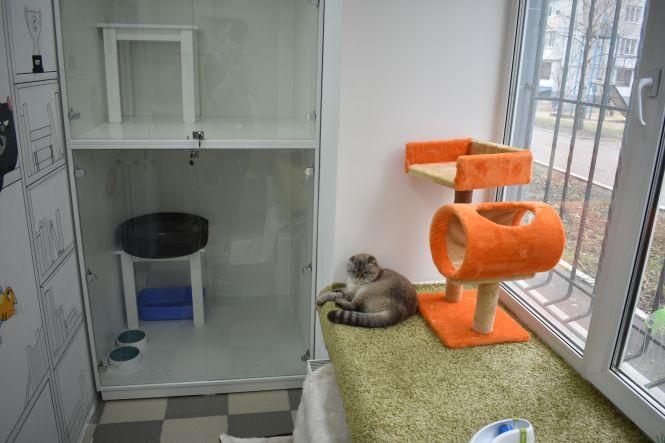 Новини Вінниці - фото з Готель для вінницьких кішок. На Поділлі відкрили простір для пухнастих Готель для вінницьких кішок. На Поділлі відкрили простір для пухнастих, фото №8 на сайті 20minut.ua