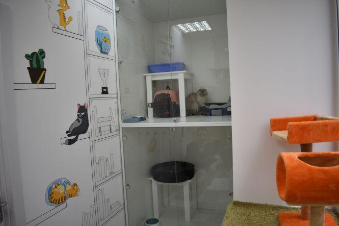 Новини Вінниці - фото з Готель для вінницьких кішок. На Поділлі відкрили простір для пухнастих Готель для вінницьких кішок. На Поділлі відкрили простір для пухнастих, фото №4 на сайті 20minut.ua