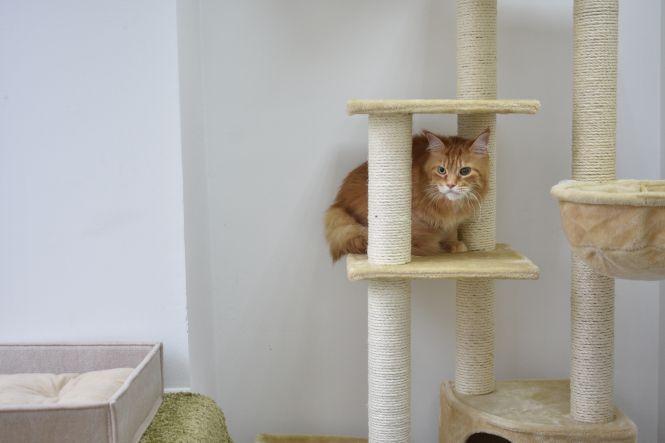 Новини Вінниці - фото з Готель для вінницьких кішок. На Поділлі відкрили простір для пухнастих Готель для вінницьких кішок. На Поділлі відкрили простір для пухнастих, фото №7 на сайті 20minut.ua