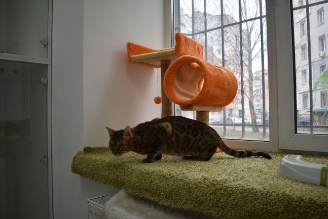 Новини Вінниці - фото з Готель для вінницьких кішок. На Поділлі відкрили простір для пухнастих Готель для вінницьких кішок. На Поділлі відкрили простір для пухнастих, фото №3 на сайті 20minut.ua