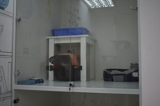 Новини Вінниці - фото з Готель для вінницьких кішок. На Поділлі відкрили простір для пухнастих Готель для вінницьких кішок. На Поділлі відкрили простір для пухнастих, фото №5 на сайті 20minut.ua